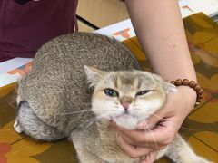 -美联众合动物医院·24h京西诊疗中心