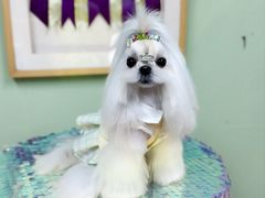 -鑫艺宠物美容培训学校