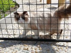 -70cat德文卷毛猫·缅因猫纯种猫舍