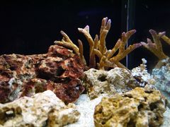 -暹罗海洋世界