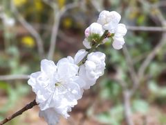 -南汇桃花村