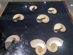 -青岛贝壳博物馆