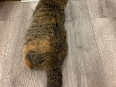 -BABIT巴比特宠物(MOMOPARK店)