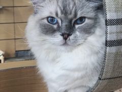 -瞄一喵猫咖(格力海岸店)