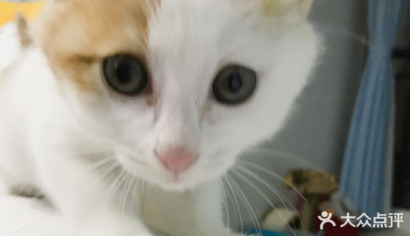 🐱小猫咪又能有什么坏心思呢…不过就是骗吃骗喝🤣