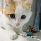 🐱小猫咪又能有什么坏心思呢…不过就是骗吃骗喝🤣