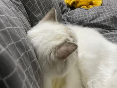 -老吴的猫·猫舍(新区店)