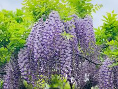 -嘉定紫藤园