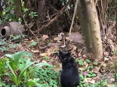 -重庆彩云湖湿地公园