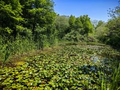 -溱湖国家湿地公园