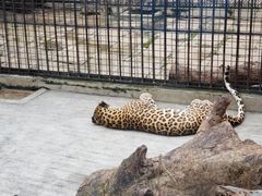 -深圳野生动物园