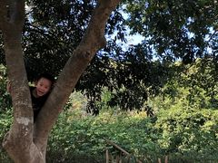 -大屏嶂森林公园