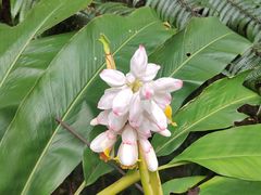 -深圳仙湖植物园