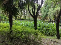 -陈家山荷花公园