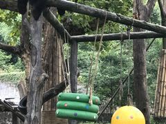 -都江堰中华大熊猫苑