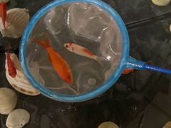-中环花鸟鱼虫市场