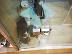 -屋虎猫馆(宝安大仟里店)