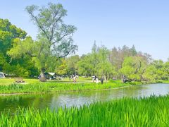 -上海共青森林公园