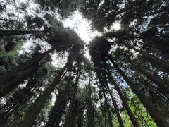 -武陵山森林公园