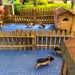 -萌宠亲子动物乐园(槐房万达店)