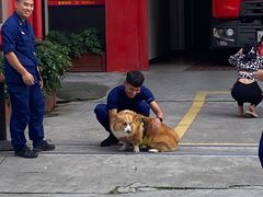 -猫亿天猫咖
