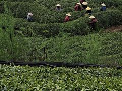 -龙坞茶村
