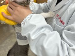 -米苏动物医院·犬猫专科·骨科外科内窥镜