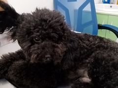 -汪喵宠物医院·骨科心脏影像·犬猫急重症ICU诊疗中心(成华分院)