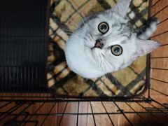 -翊宠yipet猫狗购宠庄园犬舍•猫舍