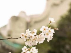 -武汉大学-樱园