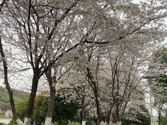 -羊山湖公园