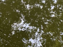 -秋霞圃