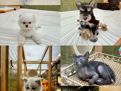 -帕帕拉兹宠物(亚洲旗舰店)