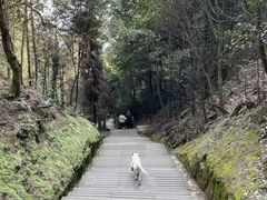 -缙云山景区