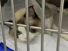 -中农国际动物医院24小时·猫科·骨科·急重症中心