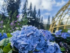-深圳仙湖植物园