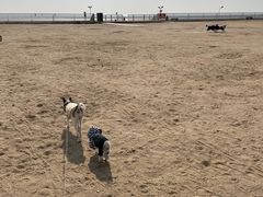 -碧海金沙