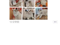 -袖虎·猫馆(体育西路店)