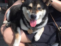 -柴犬高等学院·狗咖·柴犬售卖·宠物训练