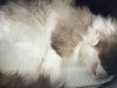 -纳吉亚猫专科动物诊疗中心(蒋宅口分院)