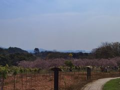 -天适樱花悠乐园