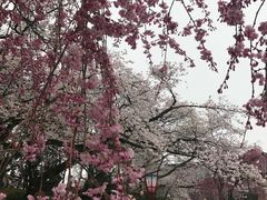 -名古屋城