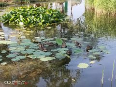 -前关湿地公园