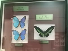 -上海昆虫博物馆