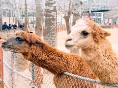 -大连森林动物园