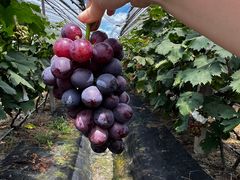 -马陆小张葡萄园农家乐