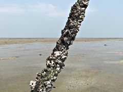 -红树林天天赶海