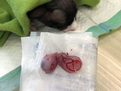 -凯特喵百思猫专科医院