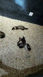 -酷嗒动物文化乐园(cutezoo西溪乐天城店)