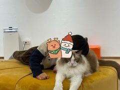 -1013 PET SHOP精品宠物商店(丁香店)
